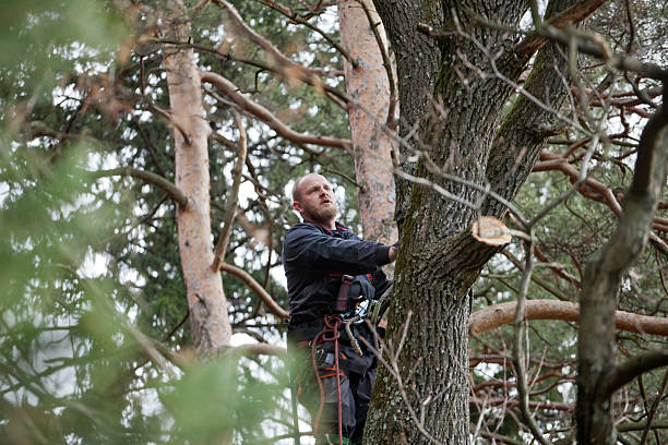 How Our Tree Care Process Works  in  Skidaway Island, GA